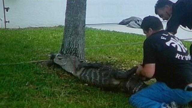 Officer Richard Schichtel helped catch an alligator found in a Port St. Lucie yard.