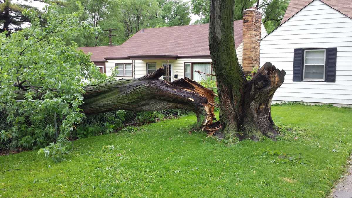 Photos: High Winds Knock Down Trees Overnight