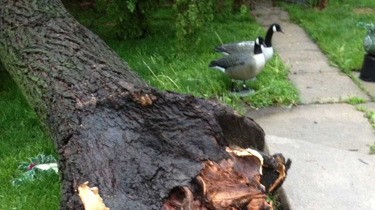 Photos High winds knock down trees overnight