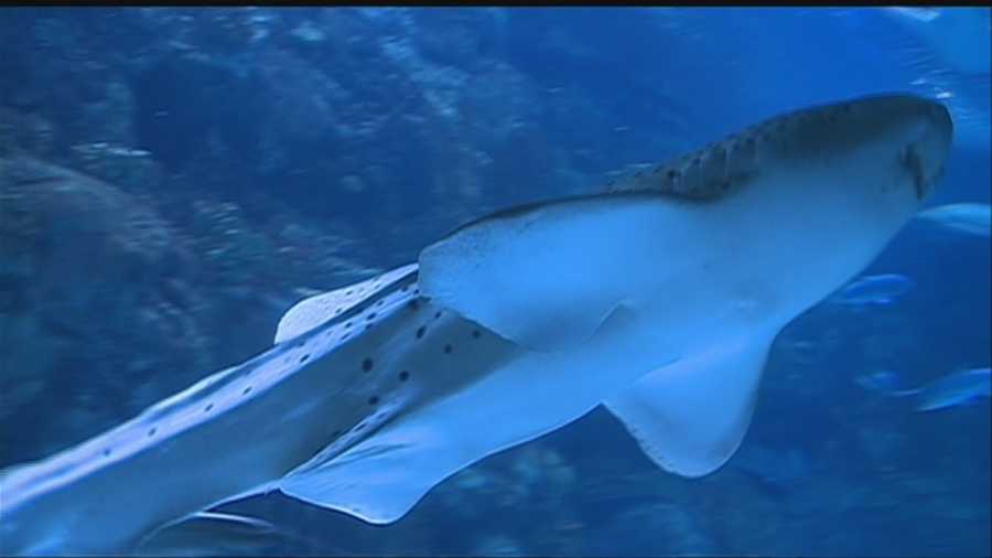 Students take shark fin ban bill to Nebraska senators