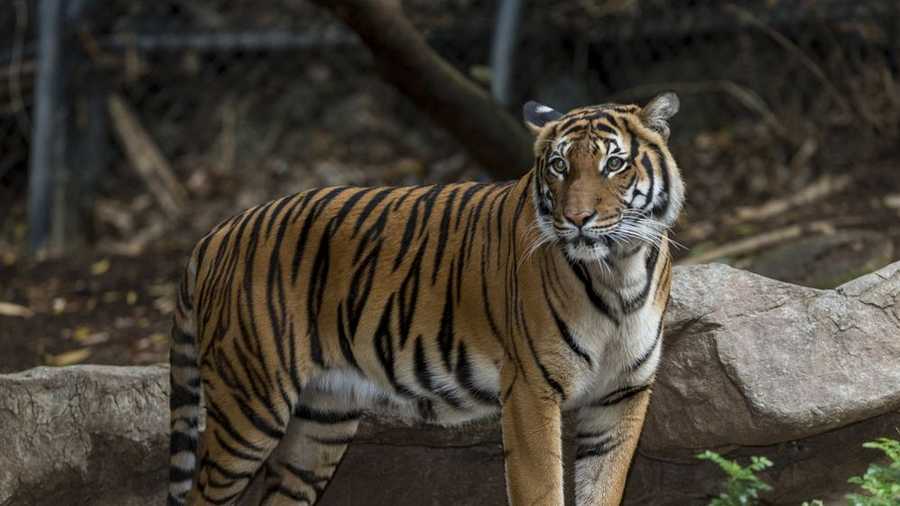 San Diego Zoo tiger fatally mauls Omaha zoo mate