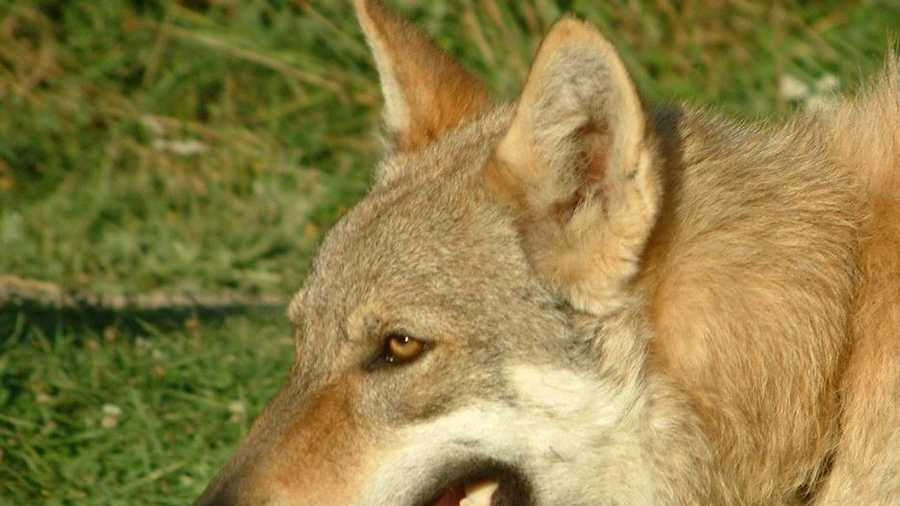 Czechoslovakian wolfdogWikipedia/Margo-CzW