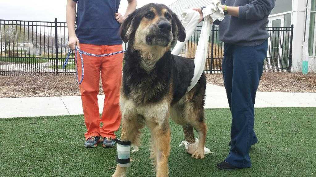 Dog recovers after being taken from home, found miles away