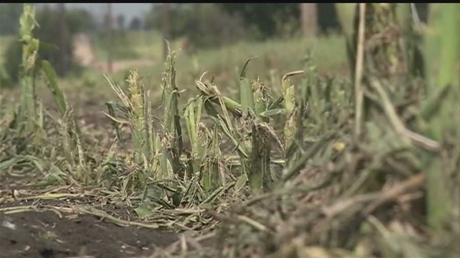Farmers across a good section of the state are now playing the waiting game -- seeing just how much damage their crops took in Tuesday’s storm.