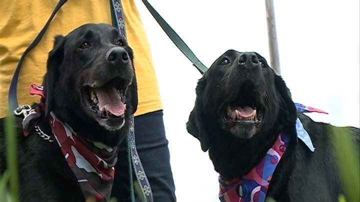 A special pair of labs are in need of a new home.