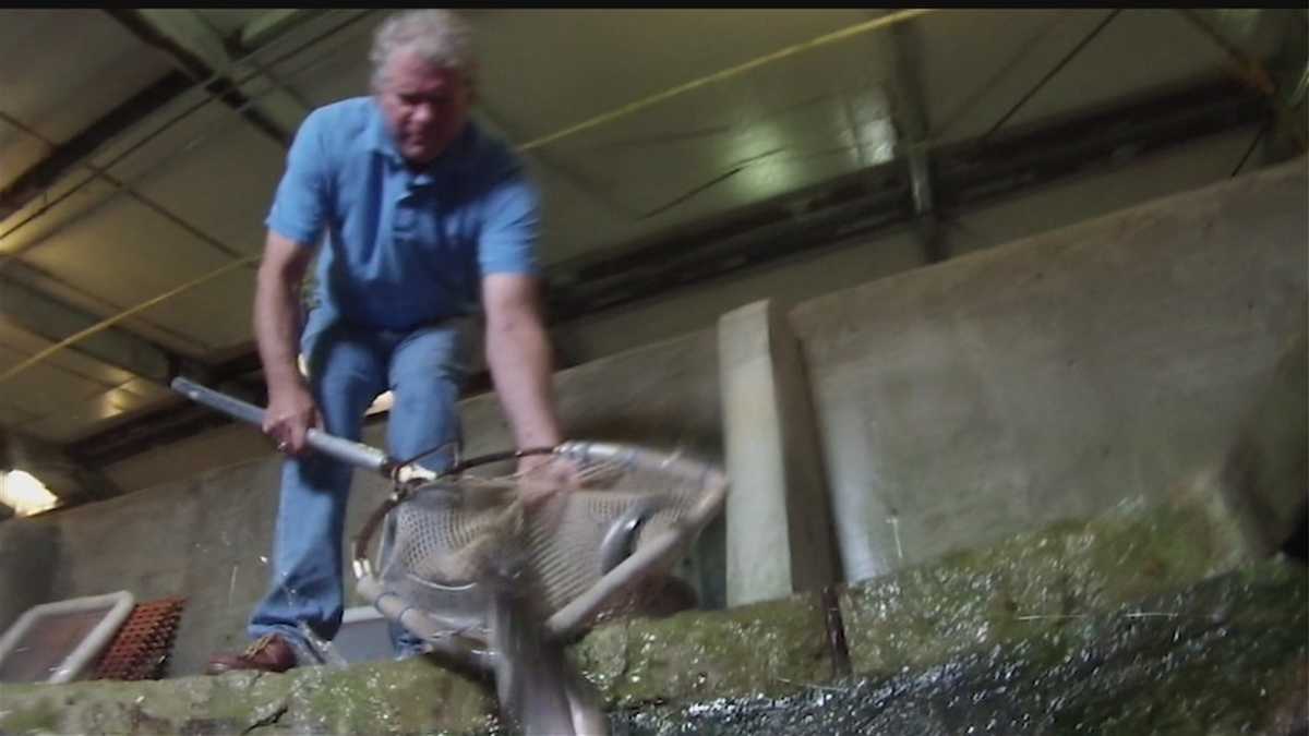 Nebraska trout farm's business is booming