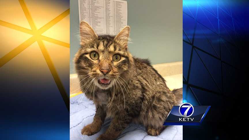 Man Accused Of Beating Cat Faces Felony Charge