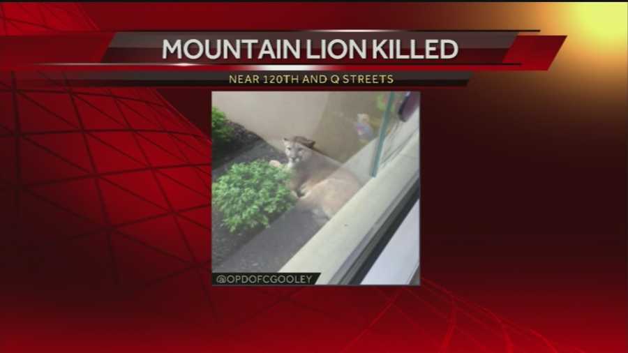 A mountain lion was found outside the Project Harmony office Wednesday night.