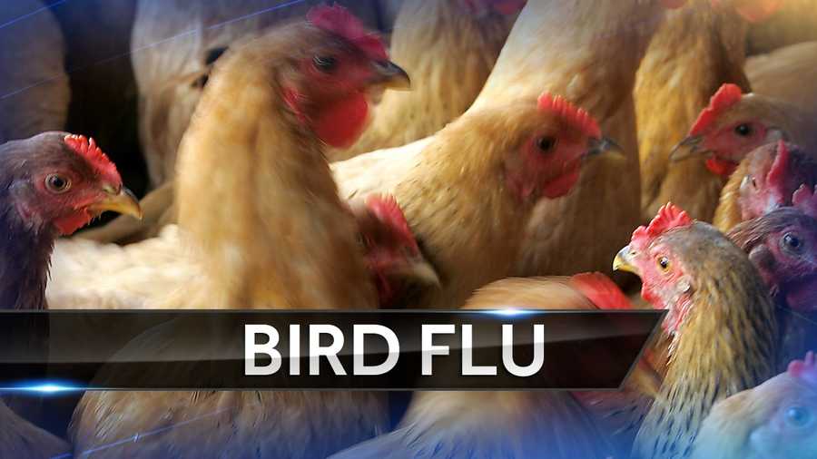 USDA Bird flu vaccine works in chickens, tested on turkeys