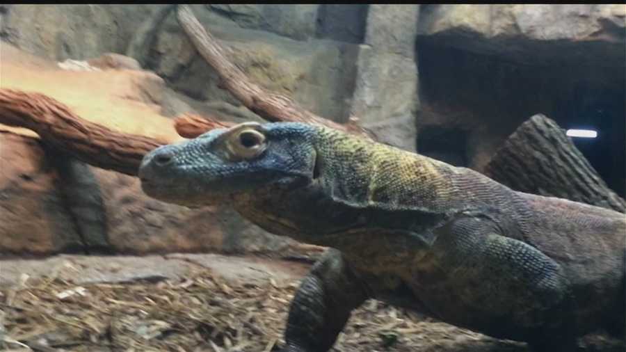 An Omaha zoo keeper was hospitalized in critical condition after being bitten by a Komodo dragon on Sunday.