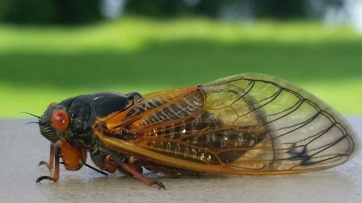 Cicadas return after 17-year underground period