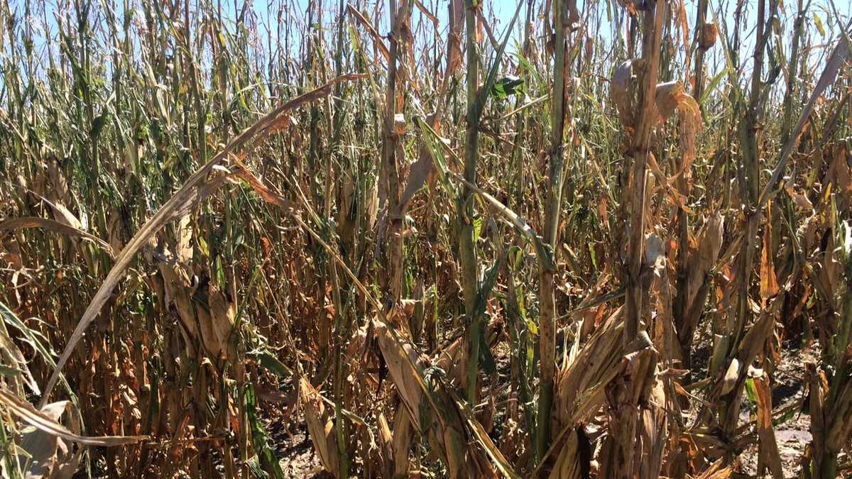 PHOTOS Storm damage in Wymore