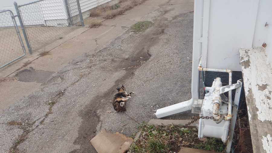 Humane Society rescues cat from trap in Omaha alley