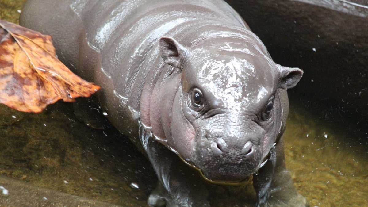 New baby hippo debuts Tuesday at Omaha zoo