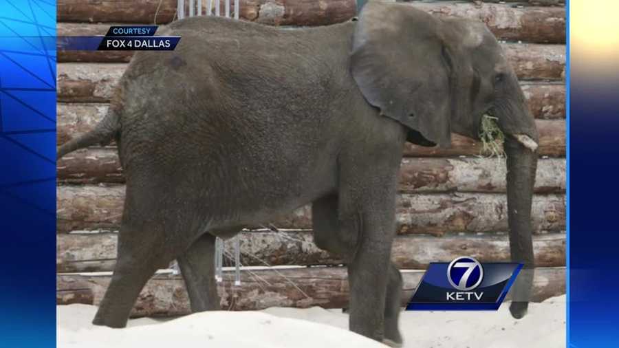 Six elephants spent their first night on U.S. soil at Omaha's Henry Doorly Zoo and Aquarium.