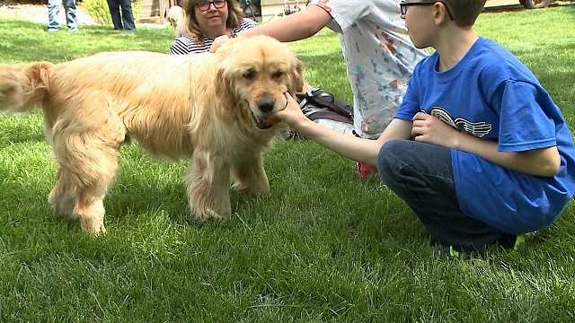 Turkish best sale golden retriever