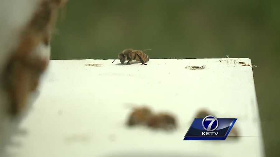 Anyone who happens upon a bee during their holiday picnic is advised to leave it alone. Local beekeepers are doing their best to protect them and rebuild populations lost to pesticides and disease.