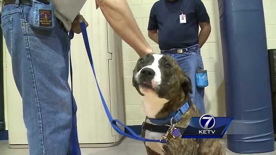 Clarinda Correctional Facility has a small group of inmates training rescue dogs for veterans.