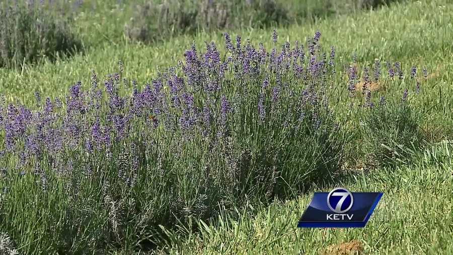 Amidst the stifling heatwave that has hit the Omaha metro, one crop in particular is thriving.
