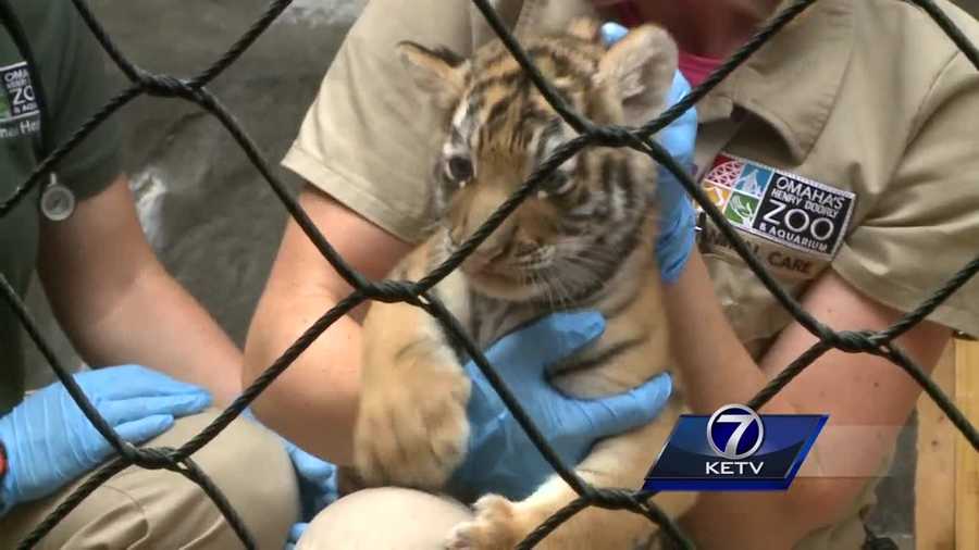 After turning six weeks old, these cubs are getting their first full check up.