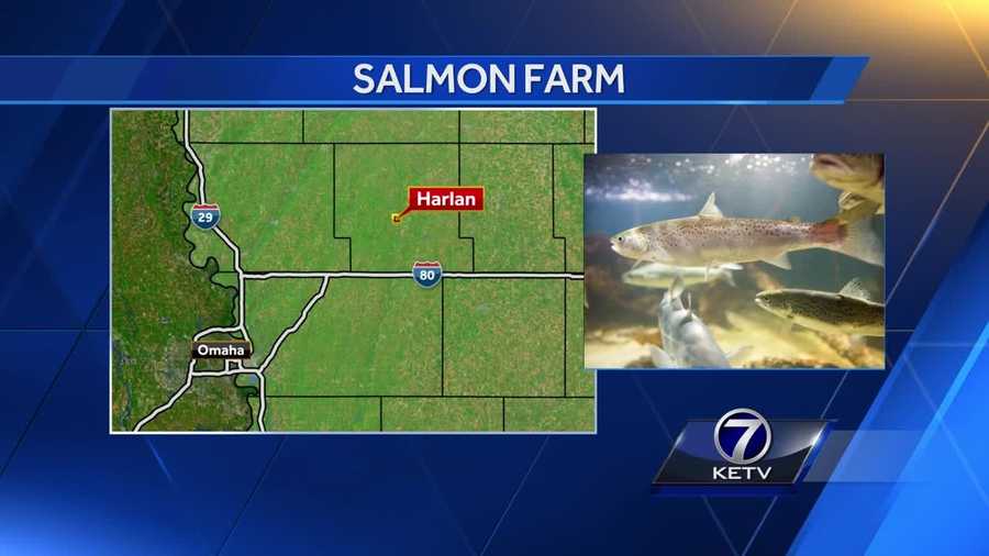 A startup company thinks it can turn salmon into a cash crop next to an Iowa cornfield.