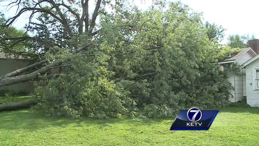 A tree collapsed and crushed a gas line, forcing people from their homes overnight.
