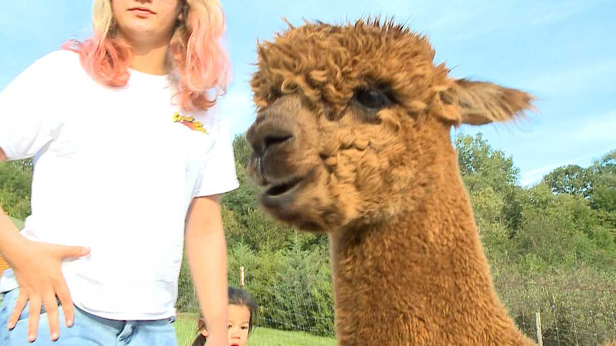 Families get to check out alpacas during farm's annual open house