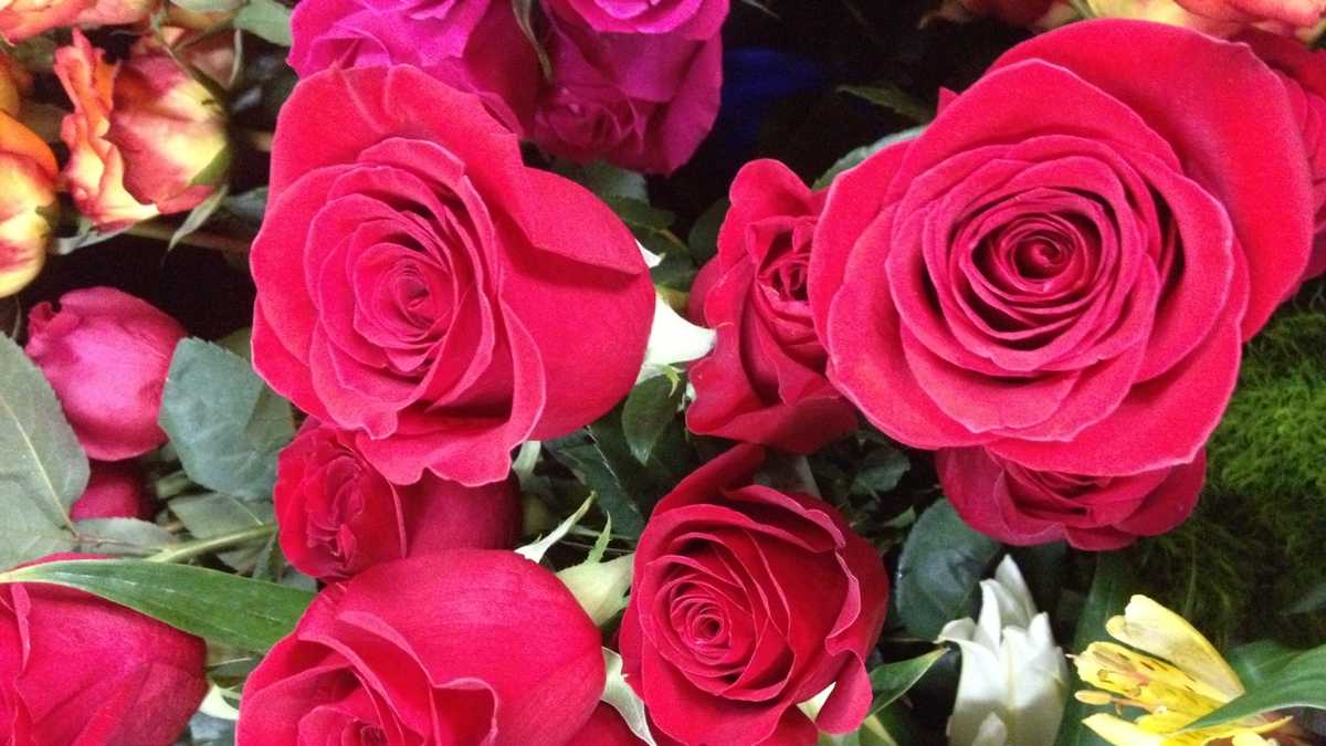 what-do-the-different-colors-of-roses-mean