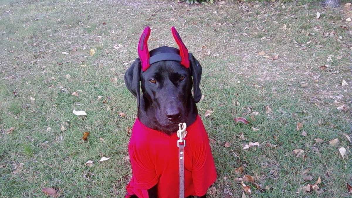Razorback Fan Photos