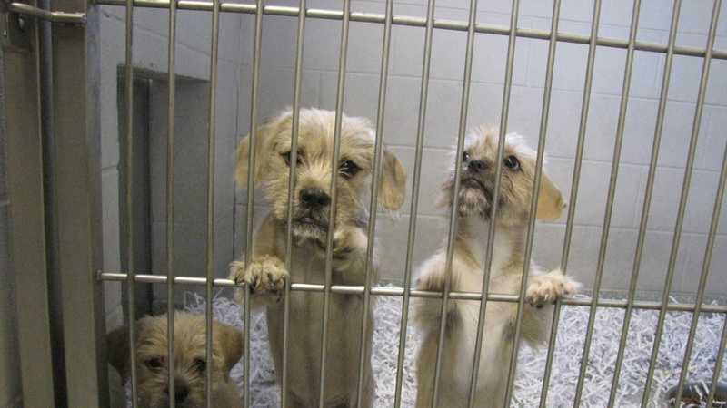 These pets are looking for a home. Click here to visit the Washington County Animal Shelter website and help!