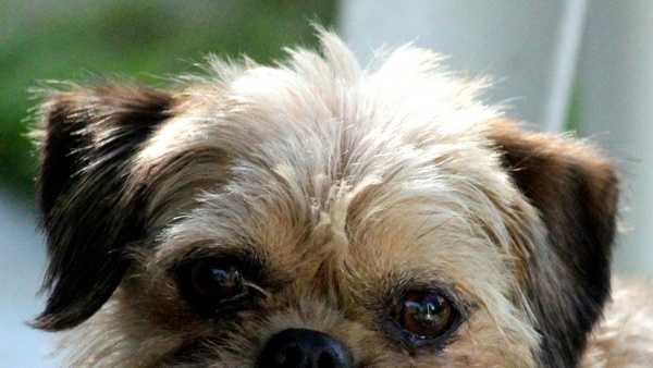 Jody: Brussels Griffon, Female. Available at the Rogers Animal Shelter.