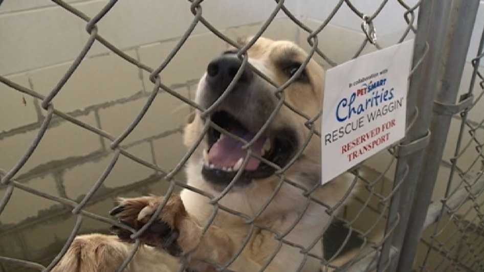 Rescue dogs to be transported to shelter in Minnesota