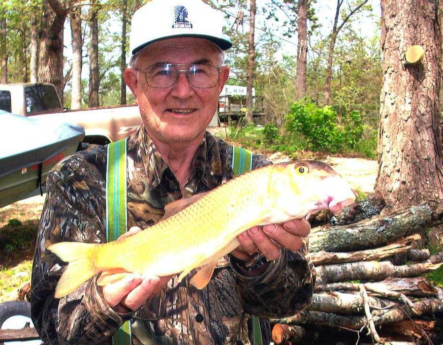 elzabdesigndev: 375 Pound Catfish Caught In Arkansas River