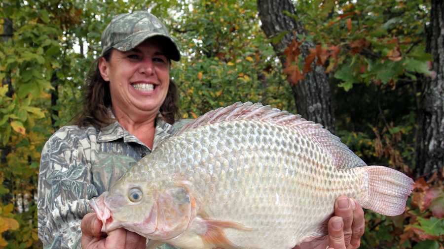 The record Tilapia weighed 3 pounds, 8 ounces. Sheila Easterly caught it at Camp Robinson in 2011.