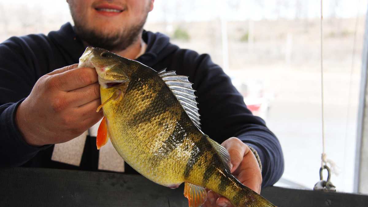 arkansas record