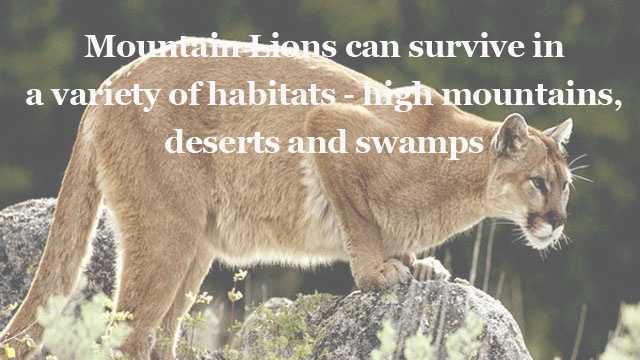 Facts about Mountain Lions