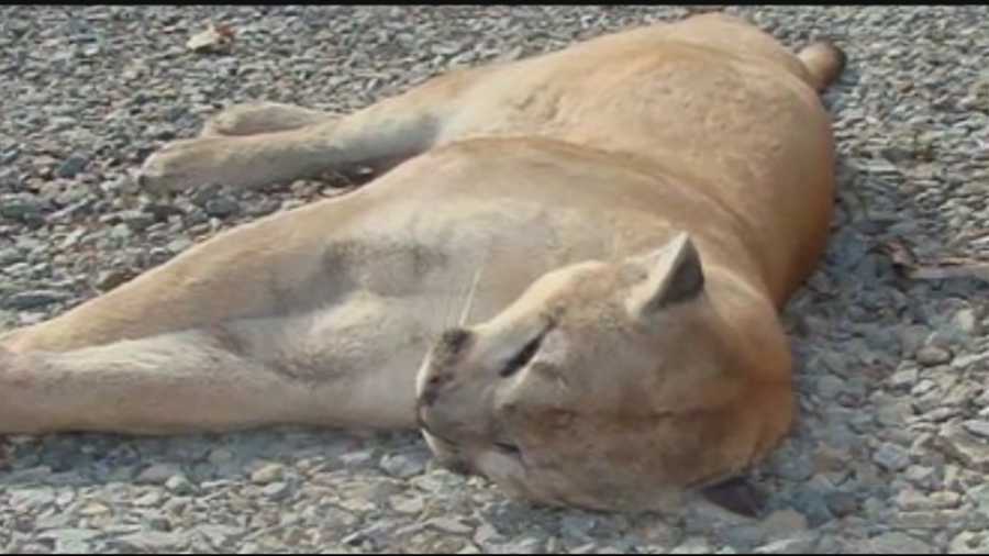 A hunter said he shot the lion when it approached his deer stand.