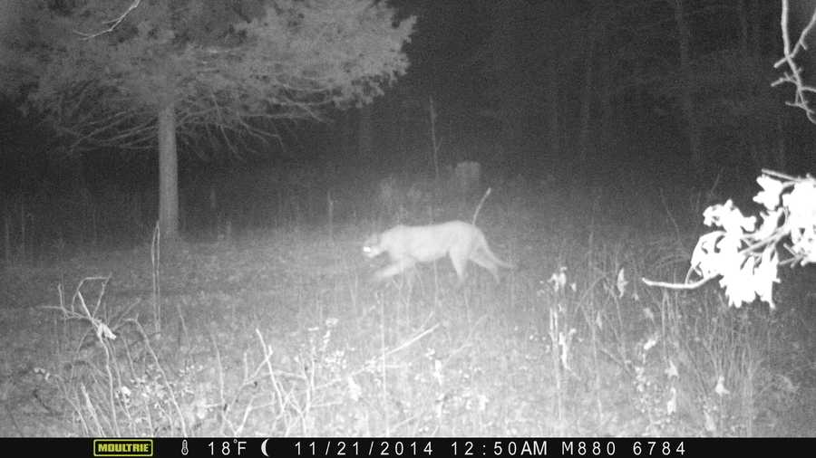 PHOTOS Mountain Lion Sightings