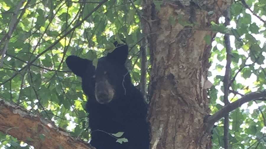 Police: Bear found in a tree behind house in Greenwood