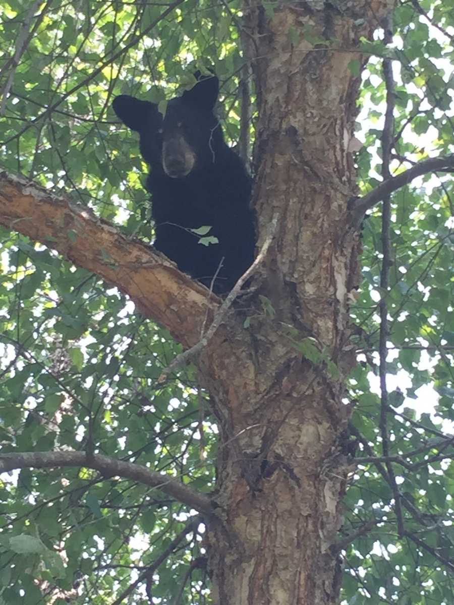 Photos: Bear in Tree in Greenwood