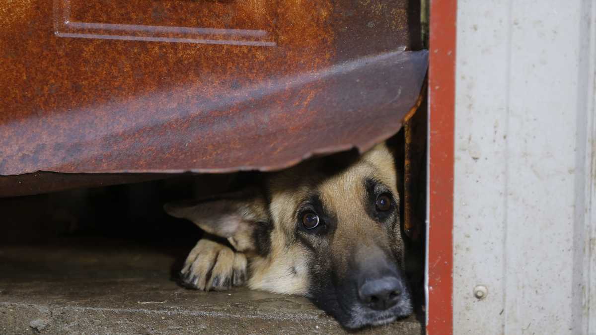 Woman pleads not guilty to 177 counts of animal cruelty