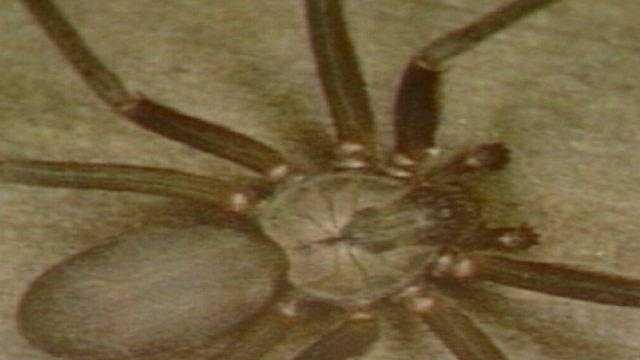 Hundreds Of Brown Recluse Spiders Invade Mo Home