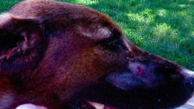 Copperhead Snake Bites Dog At Local Park Copperhead Snake Bites Dog At Local Park
