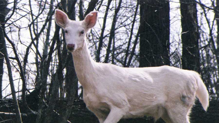 A Sugar Creek man snapped some pictures of a rare white deer on private land near Lake of the Ozarks in early April.