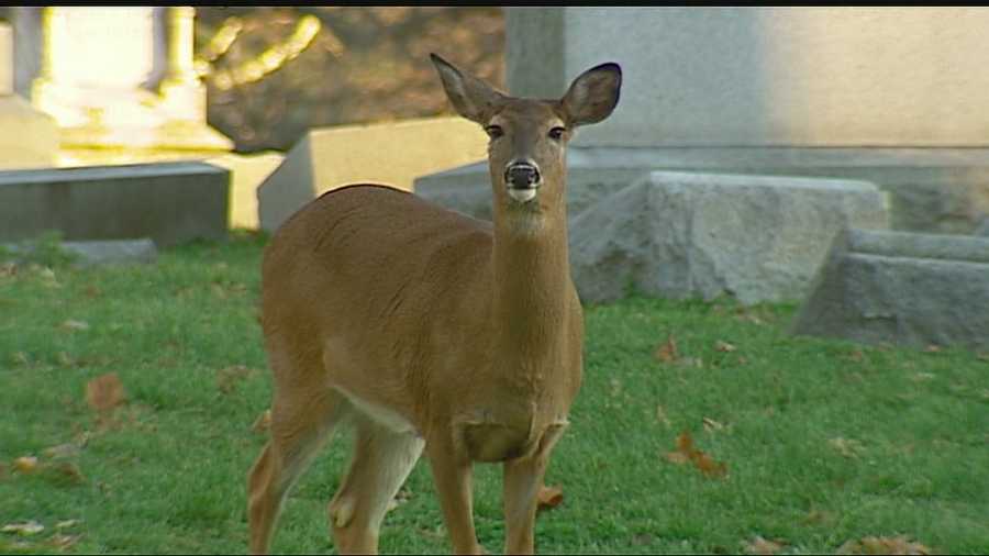 A deer that grew up in Elmwood Cemetery and became famous for befriending a stray dog has been found dead of a gunshot wound on the grounds of the cemetery.