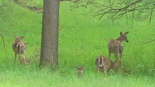 If you see one deer, it is likely there are more close by. (Kansas Insurance Commissioner's Office)