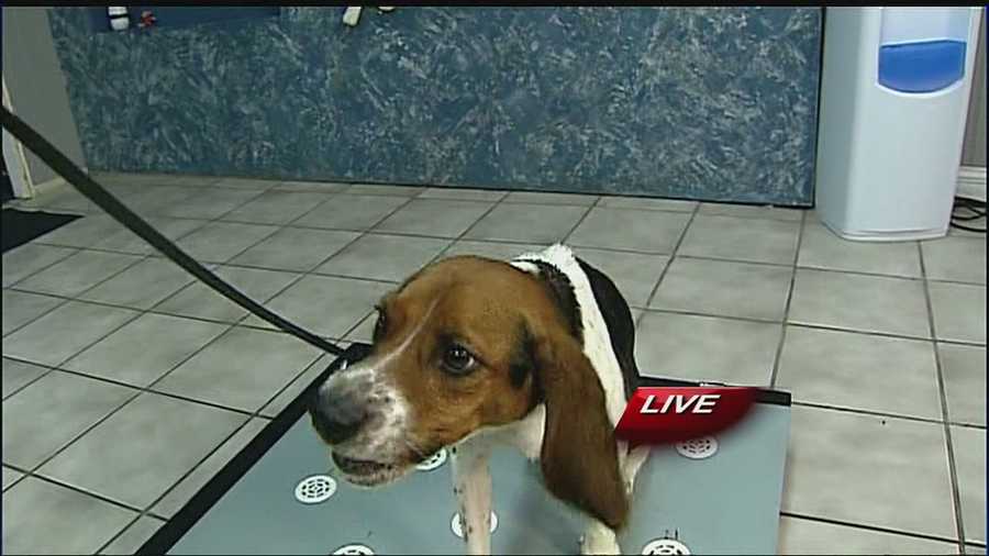 A Shawnee beagle named Elvis is in demand at zoos across the country for his skills at being able to detect whether female polar bears are pregnant.