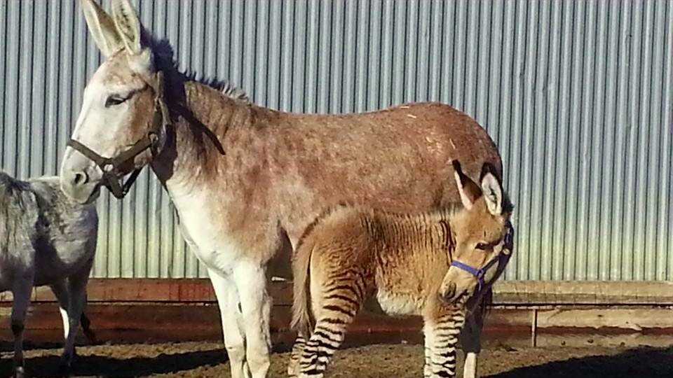 Images: Zebra-Donkey hybrid 'zedonk' born in Kansas