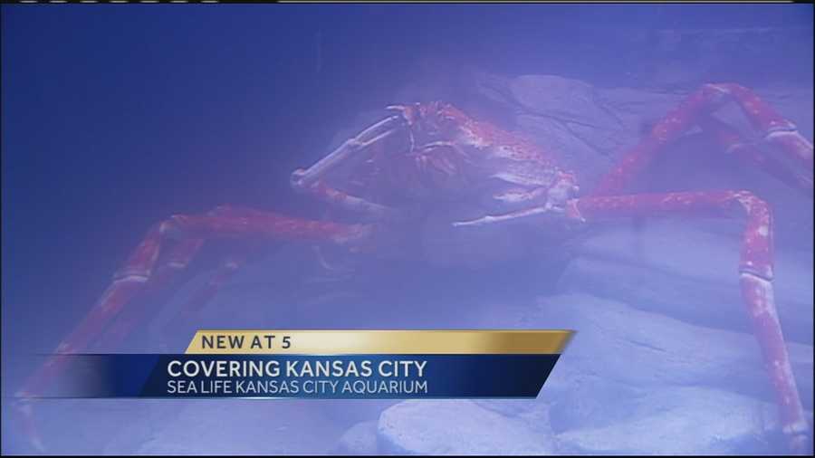 Check out these images of a giant 14-foot crab that goes on display to the public on Wednesday at SEA LIFE Kansas City Aquarium at Crown Center.  The Japanese Spider crab is a part of the new "Claws" exhibit.