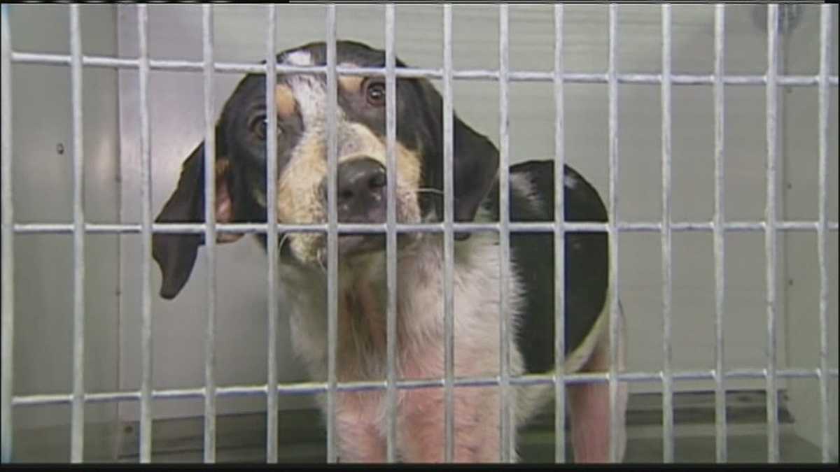 KC Pet Project now takes appointments to abandon pets